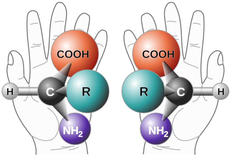 Two mirror-image amino acid molecules drawn over a left and a right hand, illustrating chirality