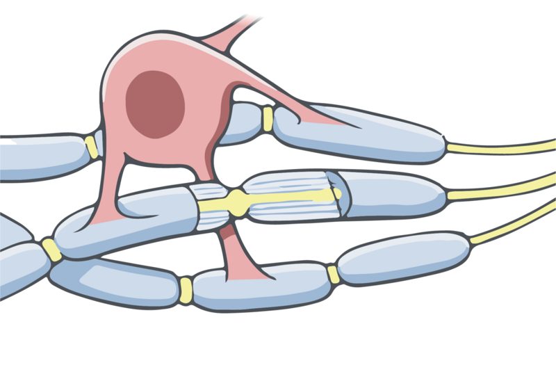 Illustration of an oligodendrocyte extending branches that wrap myelin sheaths around several nerve fibers