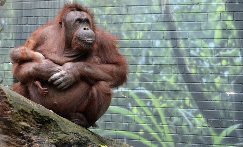 Bornean orangutan mother and baby at Seneca Park Zoo