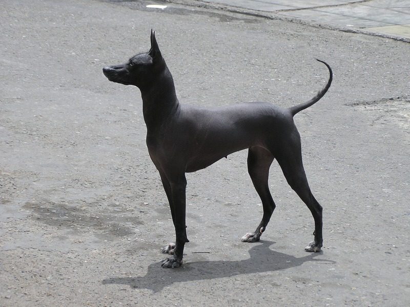 A black Peruvian hairless dog standing on pavement