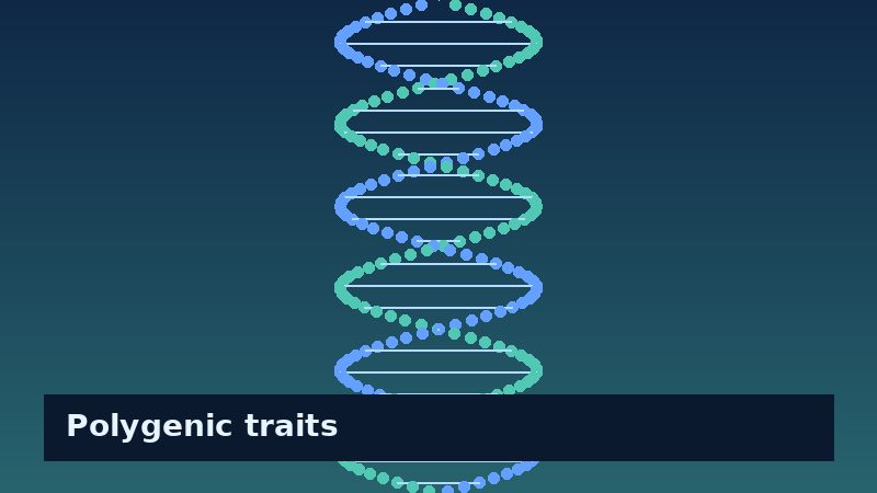 Stylized DNA double helix illustrating polygenic traits