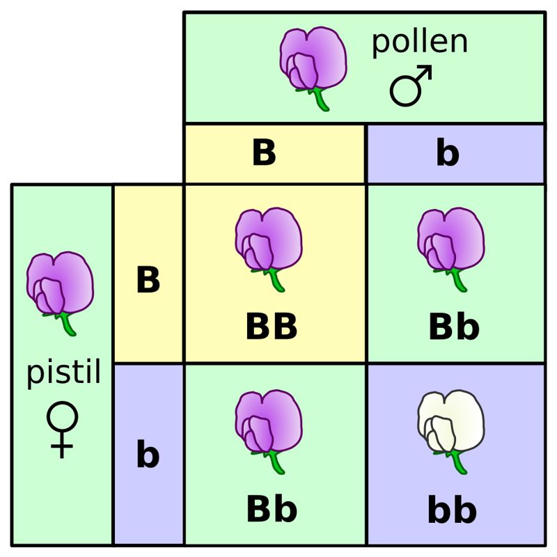 Punnett square showing homozygous and heterozygous flower genotypes