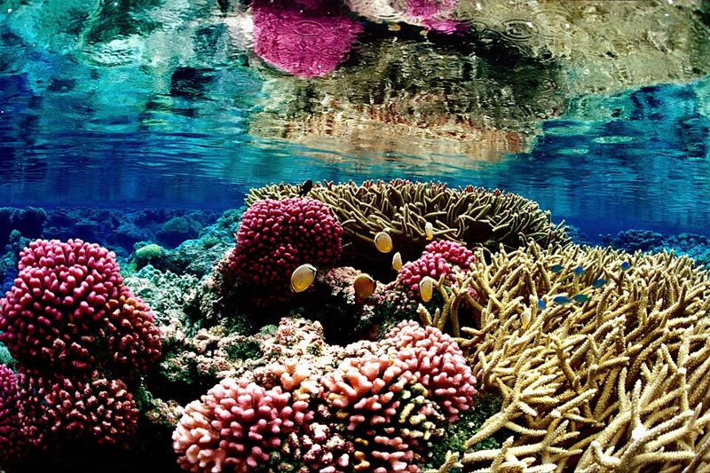 Coral reef with branching and plate corals at Palmyra Atoll in the central Pacific Ocean