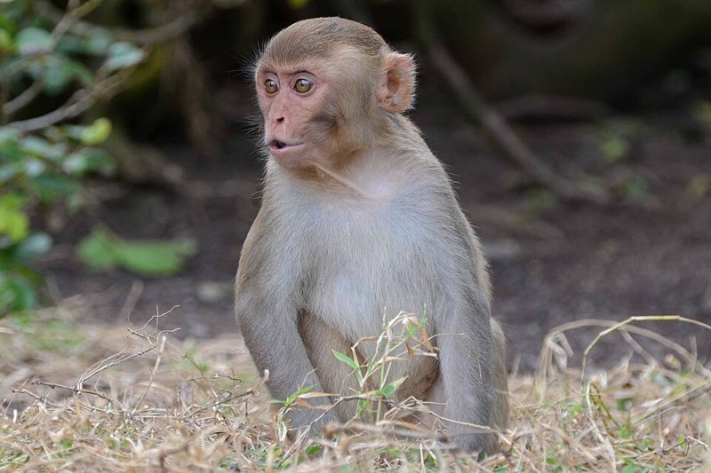 A young rhesus macaque sitting in dry grass