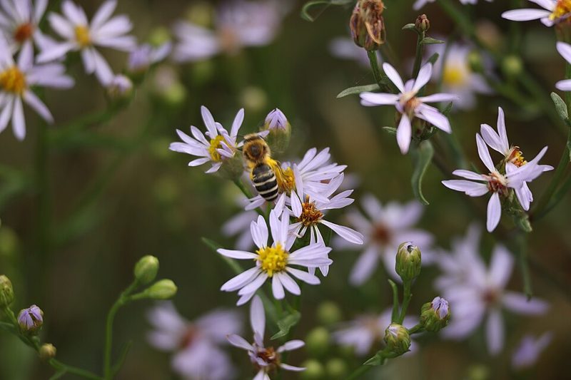 A small black-and-yellow striped sea aster mining bee feeding on a pale purple sea aster flower