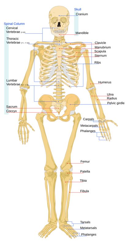Diagram of the human skeleton showing the vertebral column