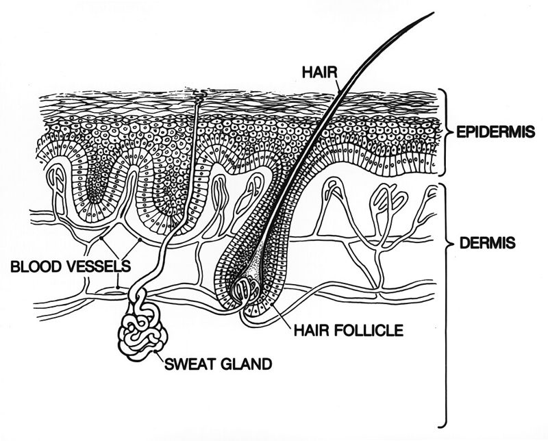 Labeled diagram of human skin showing the epidermis, dermis, hair follicle, sweat gland, and blood vessels