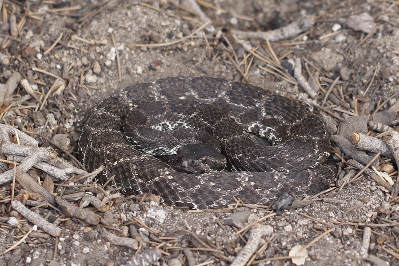 Southern Pacific rattlesnake coiled on rocky ground in Joshua Tree National Park