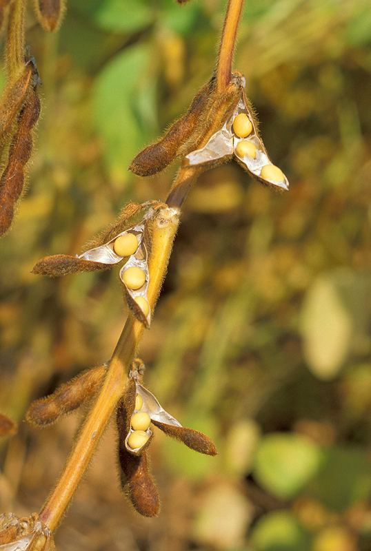 Mature soybean pods split open to show yellow soybeans