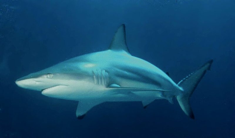 A blacktip shark (Carcharhinus limbatus) swimming in open blue water, showing its dark-tipped fins