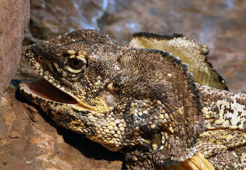 Close-up of a frilled lizard with its neck frill partly raised