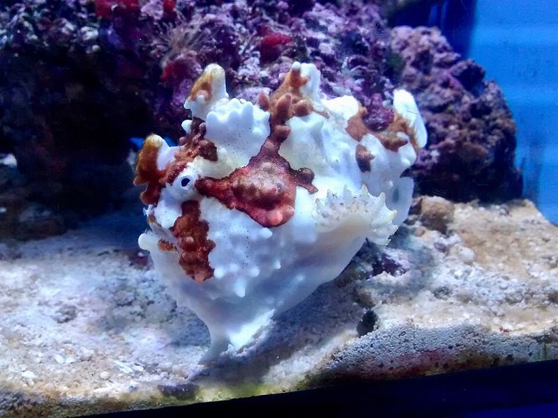 White and reddish-brown warty frogfish resting on sand in an aquarium