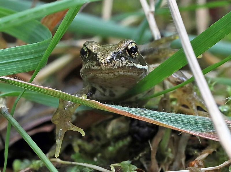 Small brown froglet sitting among grass blades