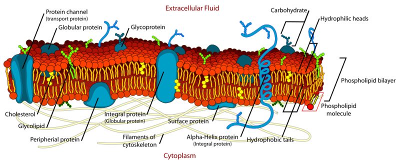 Labeled diagram of a cell membrane showing glycoproteins and glycolipids with carbohydrate chains extending into the extracellular fluid