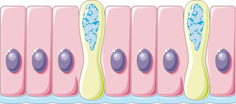 Illustration of simple columnar epithelium with two goblet cells filled with mucus granules between ordinary columnar cells