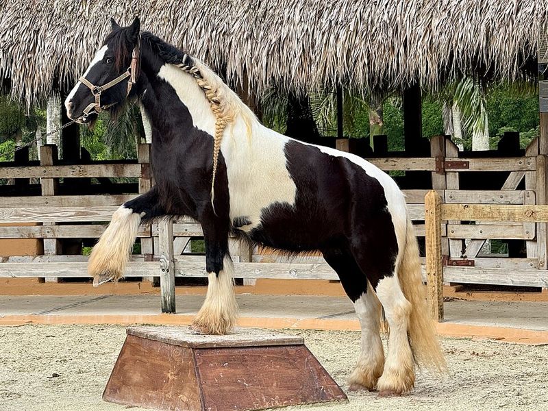 Piebald Gypsy Vanner horse with long mane and feathered legs