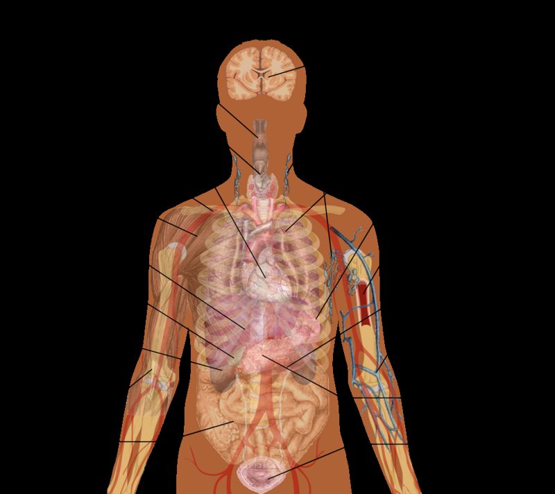 Diagram of the major internal organs of the human body