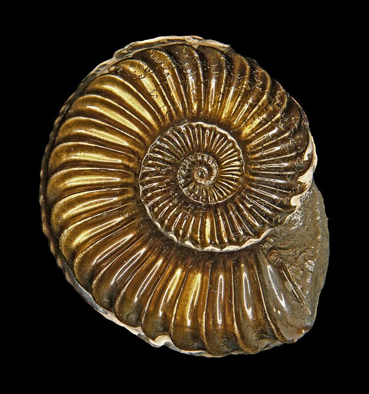Fossil ammonite Pleuroceras solare