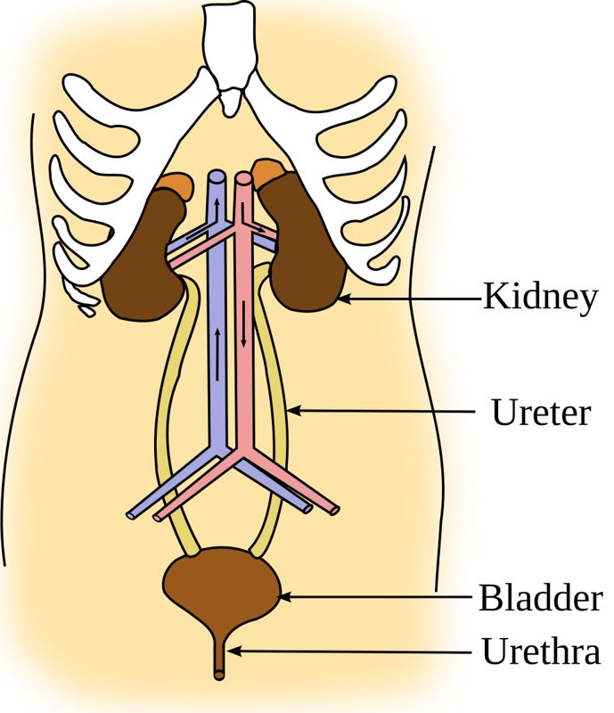 Diagram of the human urinary system showing kidneys, ureters, bladder and urethra