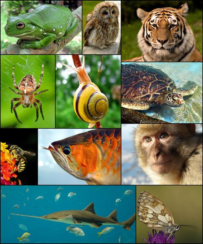 A collage of animals including a frog, owl, tiger, spider, snail, sea turtle, bee, fish, monkey, sawfish and butterfly
