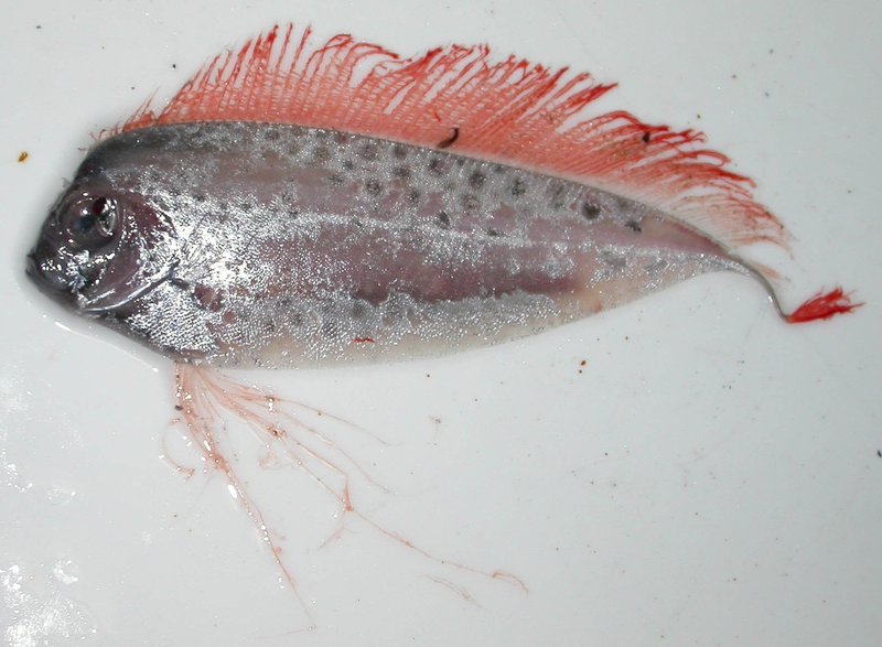 Dealfish (Desmodema polystictum), a ribbonfish; NOAA Ship DELAWARE II, public domain, via Wikimedia Commons