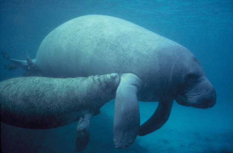 West Indian manatee nursing a calf underwater
