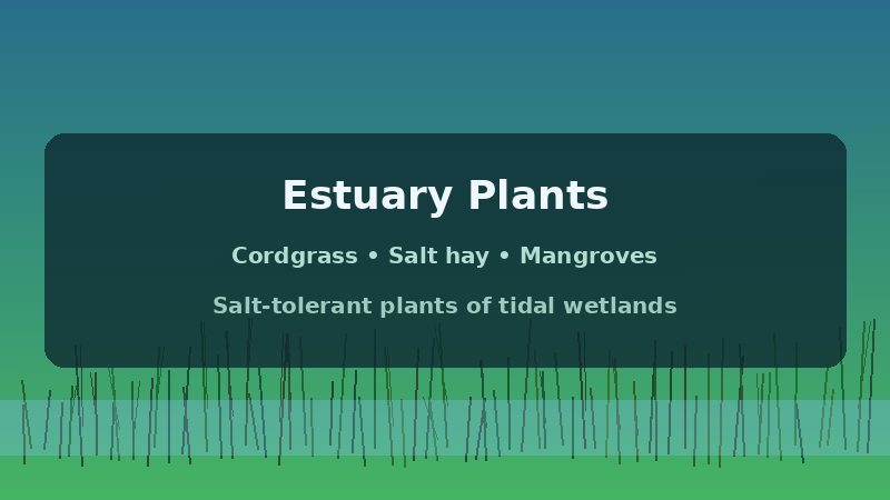 Illustrated marsh grasses representing plants found in an estuary