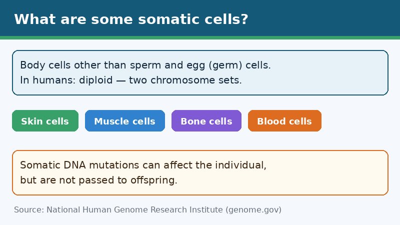 Infographic explaining somatic cells with examples: skin, muscle, bone, and blood cells