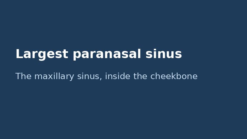 The maxillary sinus is the largest paranasal sinus