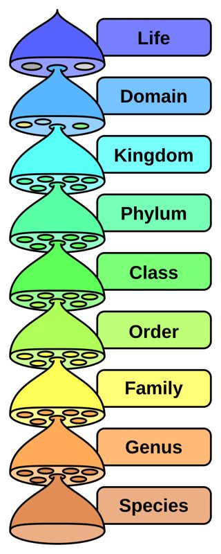 Diagram of nested biological classification ranks from life and domain down through kingdom, phylum, class, order, family, genus, and species