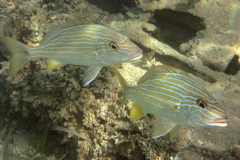 A school of yellow-striped French grunts swimming over a reef