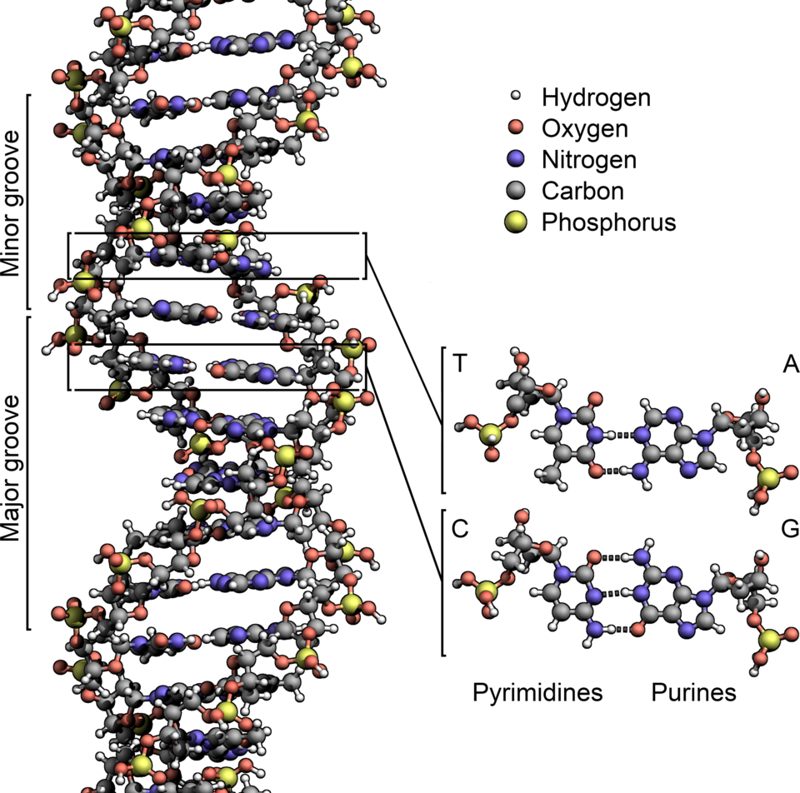 Atomic model of the DNA double helix with labelled thymine-adenine and cytosine-guanine base pairs