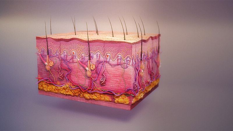 3D cutaway illustration of human skin layers with hair follicles, glands, blood vessels, and fat