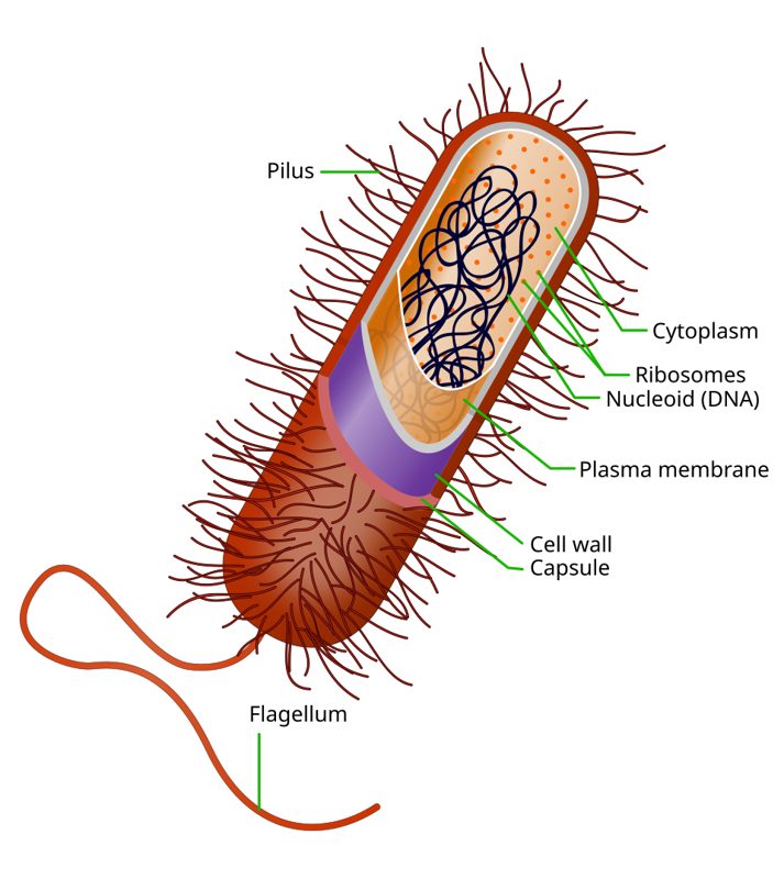 Labeled diagram of a rod-shaped bacterial cell showing the capsule, cell wall, plasma membrane, cytoplasm, ribosomes, nucleoid, pili, and flagellum