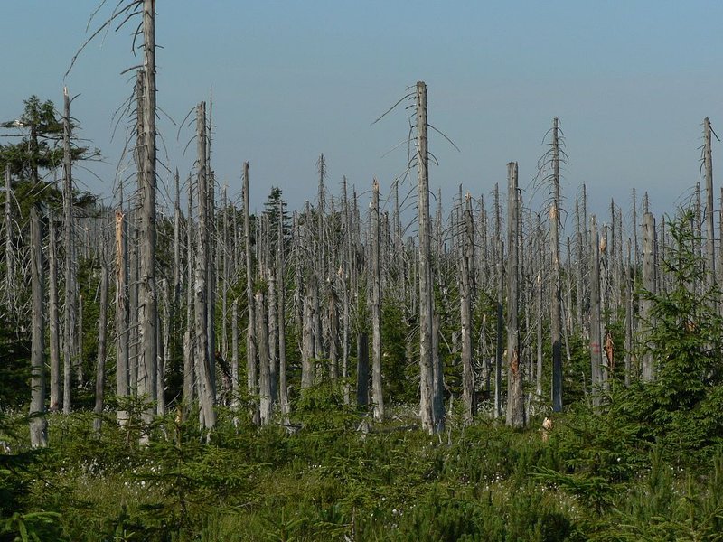 Dead and damaged trees in a forest in the Jizera Mountains of the Czech Republic, showing effects of acid rain