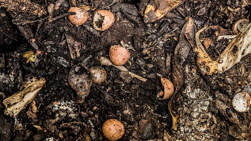 Eggshells, leaves and food scraps breaking down in a compost pile
