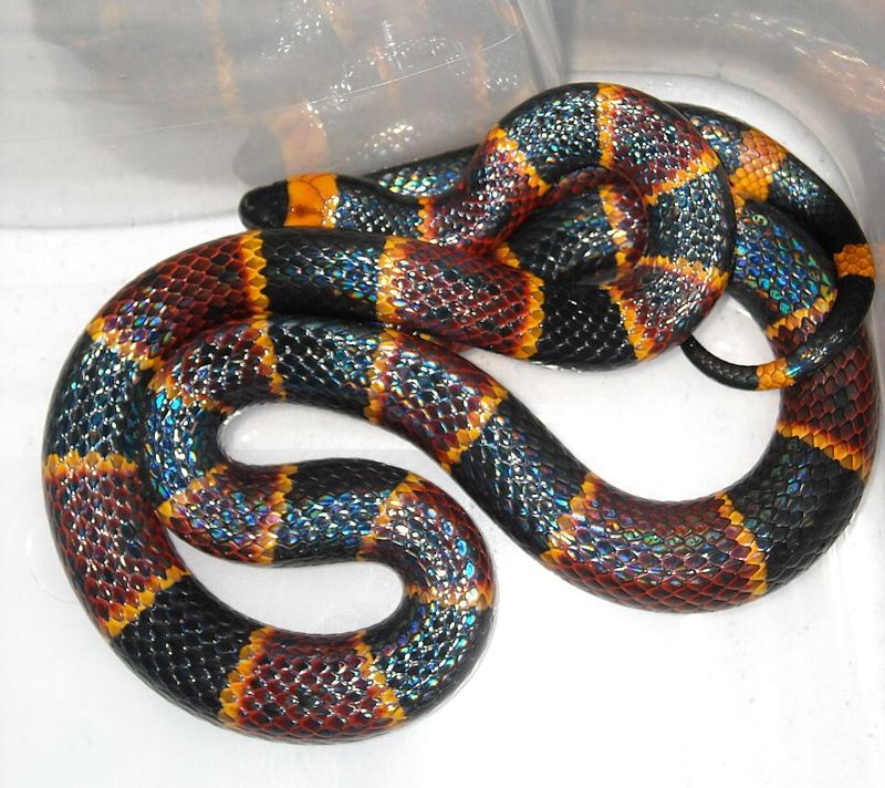 Eastern coral snake with red, black, and yellow rings coiled on the ground in Jacksonville, Florida