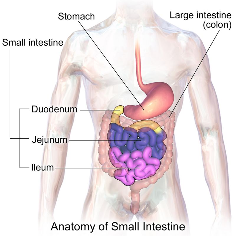 Medical illustration of the stomach, small intestine (duodenum, jejunum, ileum) and large intestine