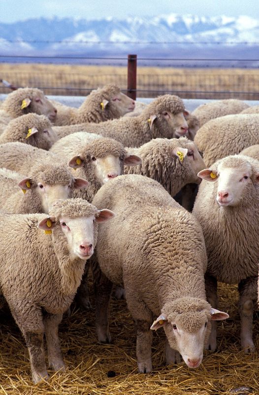 A flock of sheep grazing together
