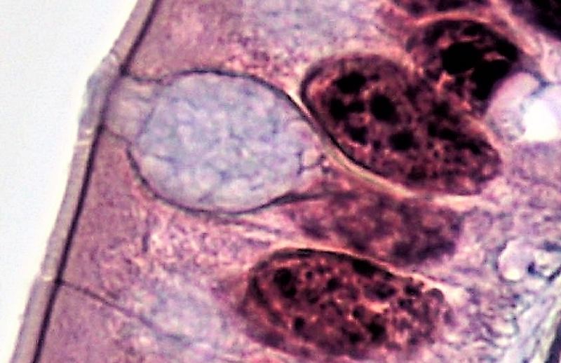 Microscope view of simple columnar epithelium with a mucus-filled goblet cell between tall column-shaped cells