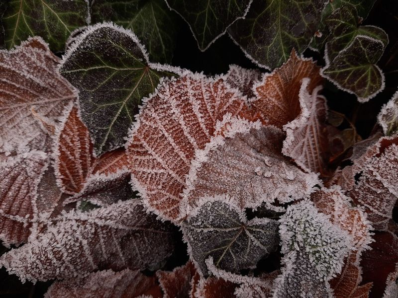 Ivy and brown autumn leaves coated with white frost crystals after a freezing night