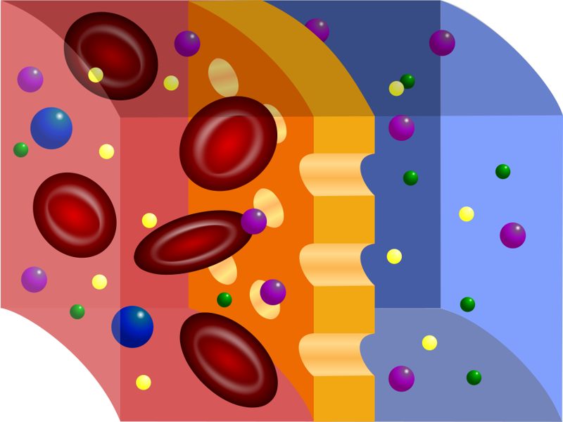 Illustration of a semipermeable membrane with pores that let small particles pass while larger blood cells stay on one side