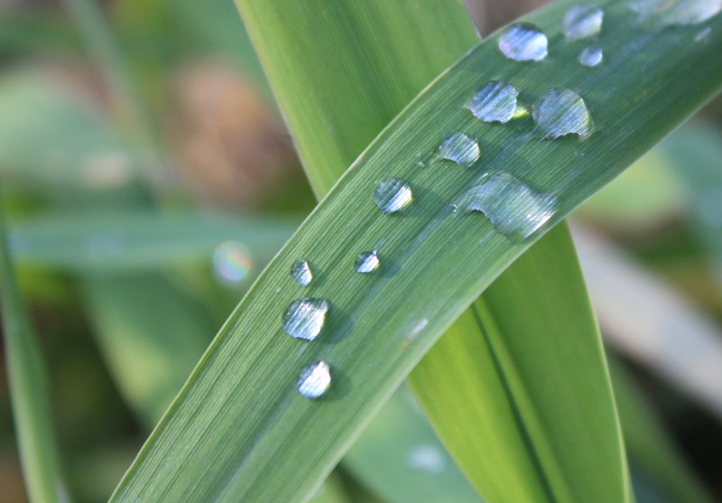 Green grass blades with morning dew drops