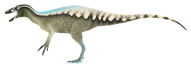 Speculative life restoration of Invictibellatrix amberina, a two-legged meat-eating megaraptoran dinosaur with long hand claws