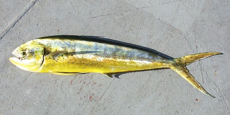 A yellow-green mahi-mahi (dolphinfish) lying on a dock