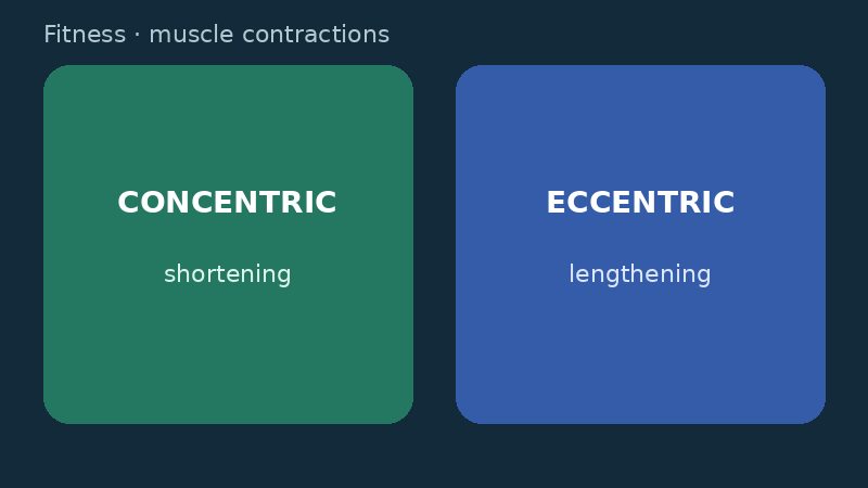 Diagram comparing concentric and eccentric muscle exercise phases