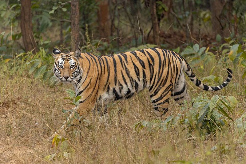 A Bengal tiger in Sanjay Dubri Tiger Reserve, India (photo by Tisha Mukherjee, CC BY-SA 4.0, Wikimedia Commons)