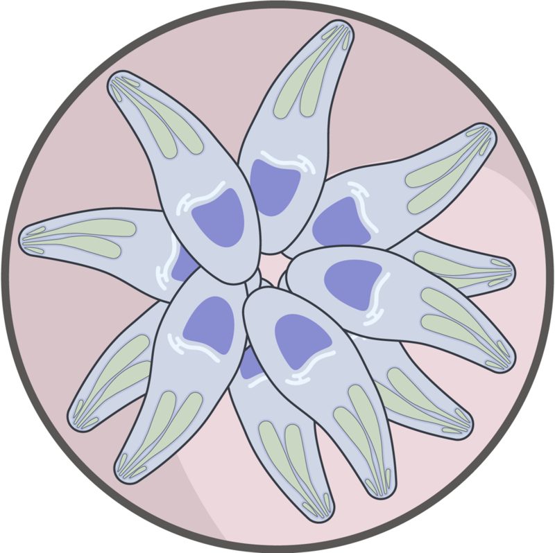 Illustration of Toxoplasma gondii tachyzoites arranged in a rosette inside a host cell