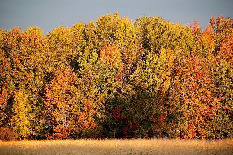 Trees in orange, red, and yellow fall colors above a golden field at Missisquoi National Wildlife Refuge in Vermont