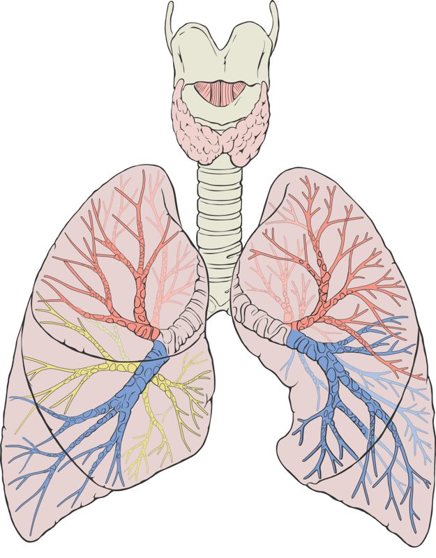 Illustration of the human lungs, trachea and bronchial tree